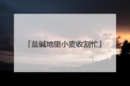 盐碱地里小麦收割忙