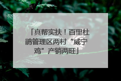 真帮实扶！百里杜鹃管理区两村“威宁鸡”产销两旺