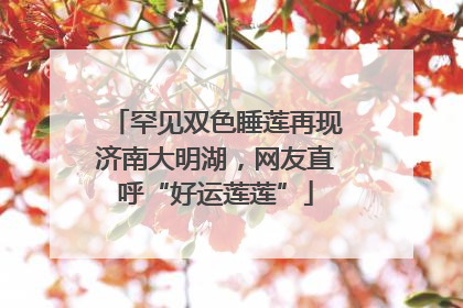 罕见双色睡莲再现济南大明湖，网友直呼“好运莲莲”