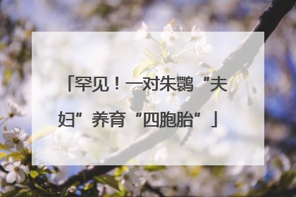 罕见！一对朱鹮“夫妇”养育“四胞胎”