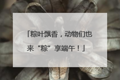 粽叶飘香，动物们也来“粽”享端午！