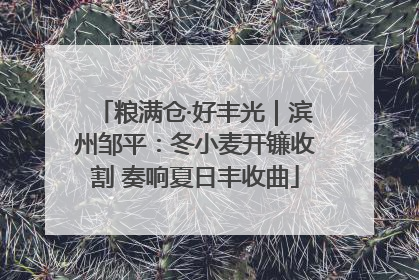 粮满仓·好丰光｜滨州邹平：冬小麦开镰收割 奏响夏日丰收曲