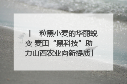 一粒黑小麦的华丽蜕变 麦田“黑科技”助力山西农业向新提质