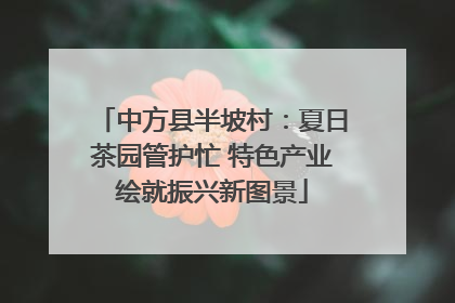 中方县半坡村：夏日茶园管护忙 特色产业绘就振兴新图景