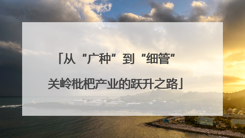 从“广种”到“细管” 关岭枇杷产业的跃升之路