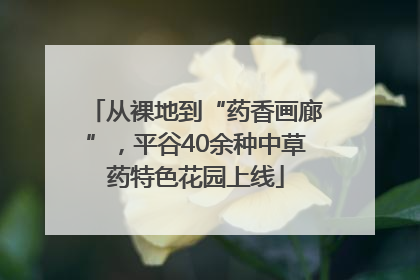 从裸地到“药香画廊”，平谷40余种中草药特色花园上线
