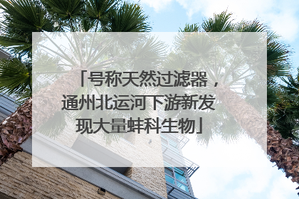 号称天然过滤器，通州北运河下游新发现大量蚌科生物