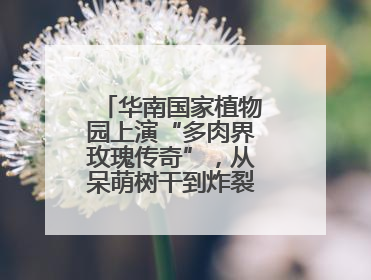 华南国家植物园上演“多肉界玫瑰传奇”，从呆萌树干到炸裂种子全是戏！