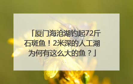 厦门海沧湖钓起72斤石斑鱼！2米深的人工湖为何有这么大的鱼？