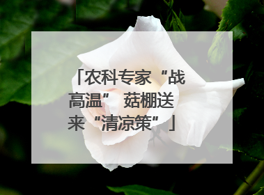 农科专家“战高温” 菇棚送来“清凉策”