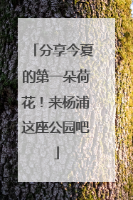 分享今夏的第一朵荷花！来杨浦这座公园吧