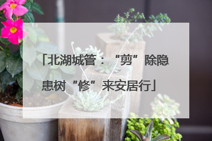 北湖城管：“剪”除隐患树“修”来安居行