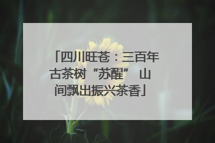 四川旺苍：三百年古茶树“苏醒” 山间飘出振兴茶香