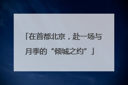 在首都北京，赴一场与月季的“倾城之约”