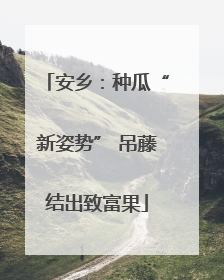 安乡：种瓜“新姿势” 吊藤结出致富果