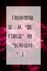 如皋黑塌菜：从“霜打趴菜”到“长寿金叶”