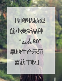 师宗优质强筋小麦新品种“云麦80”旱地生产示范喜获丰收