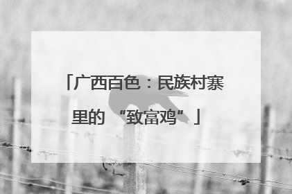广西百色：民族村寨里的 “致富鸡”