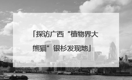 探访广西“植物界大熊猫”银杉发现地