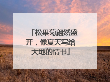 松果菊翩然盛开，像夏天写给大地的情书