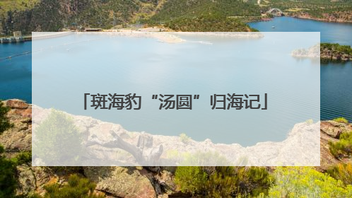 斑海豹“汤圆”归海记