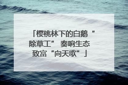 樱桃林下的白鹅“除草工” 奏响生态致富“向天歌”
