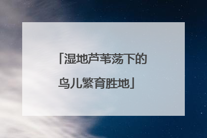 湿地芦苇荡下的鸟儿繁育胜地