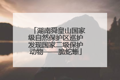 湖南舜皇山国家级自然保护区巡护发现国家二级保护动物——脆蛇蜥