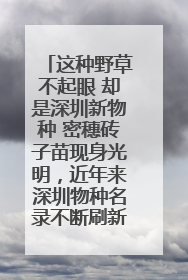 这种野草不起眼 却是深圳新物种 密穗砖子苗现身光明，近年来深圳物种名录不断刷新