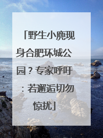 野生小麂现身合肥环城公园？专家呼吁：若邂逅切勿惊扰