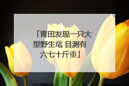 青田发现一只大型野生鼋 目测有六七十斤重