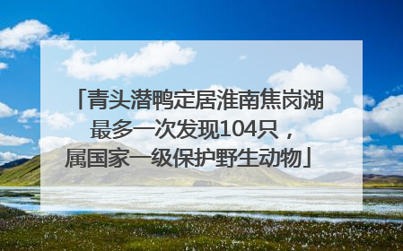 青头潜鸭定居淮南焦岗湖 最多一次发现104只，属国家一级保护野生动物