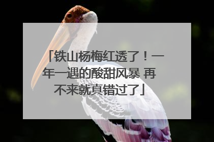 铁山杨梅红透了！一年一遇的酸甜风暴 再不来就真错过了