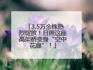 3.5万余株热烈绽放！日照这座高架桥变身“空中花廊”！
